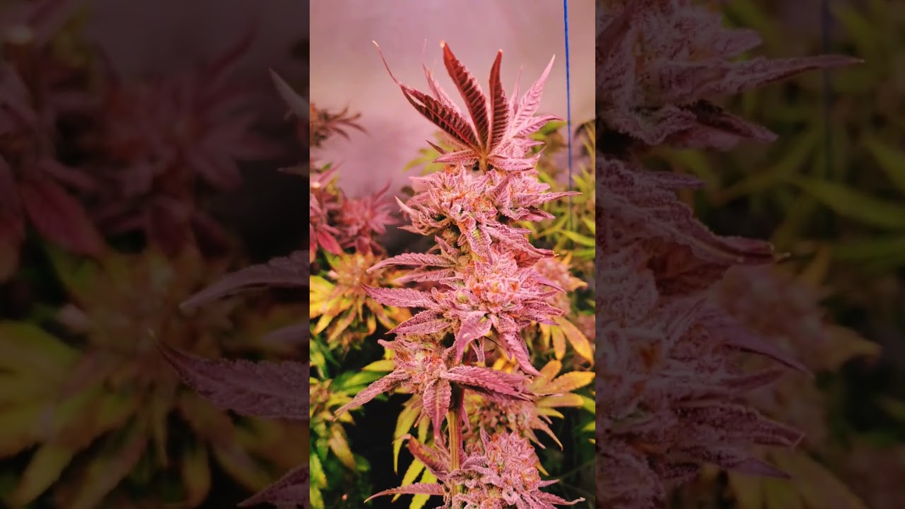 Studio54 by DeepEast & Doja - Ernte 