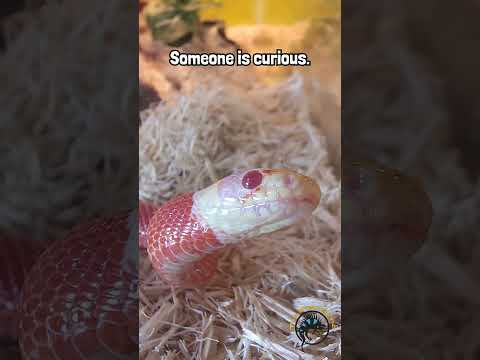 This little noodle is looking at ya...  #reptiles #snake #noodle