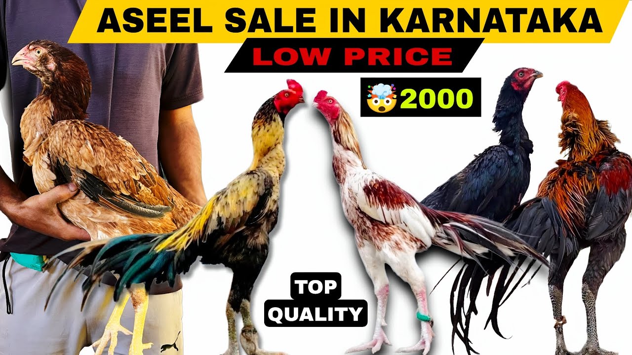 Aseel Sale In Karnataka | Aseel Murga Sale | All India Delivery Available | Ron Farms #aseelmurga 