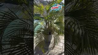 Paver sealing step-by-step process using a water based sealer by Premier Pro Wash & Seal