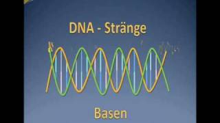 Dns Replikation Deutschgerman