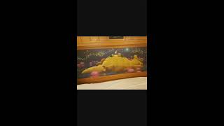 Disney world slideshow December 2016
