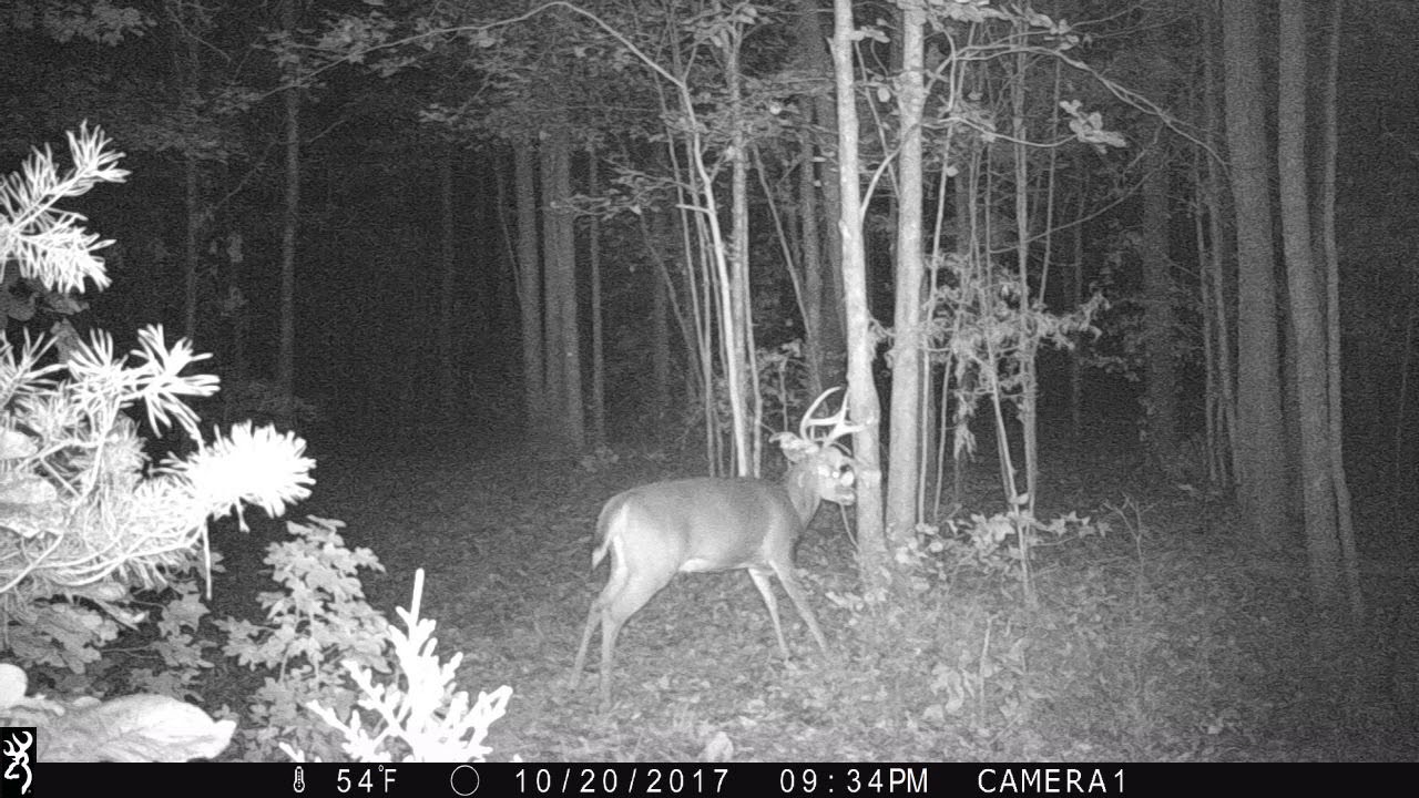Running A Rub Line While Hunting In Virginia