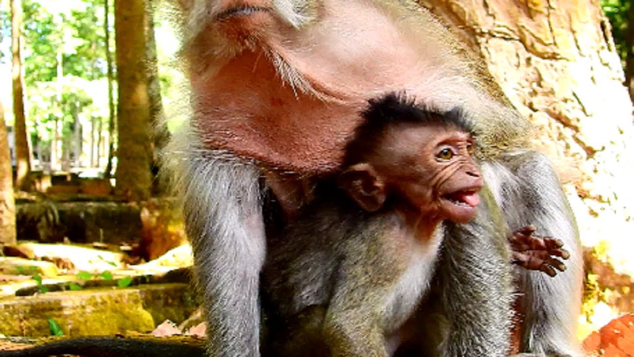 Tricky timo! Old mum not give milk to baby cos timo watering until tired, Baby cry for milk
