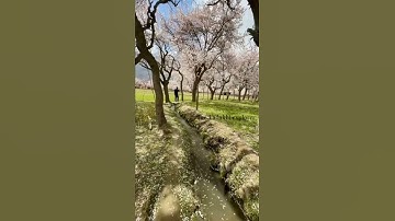Thumbnail of Apricot Blossom 🌼 | Aryan Valley