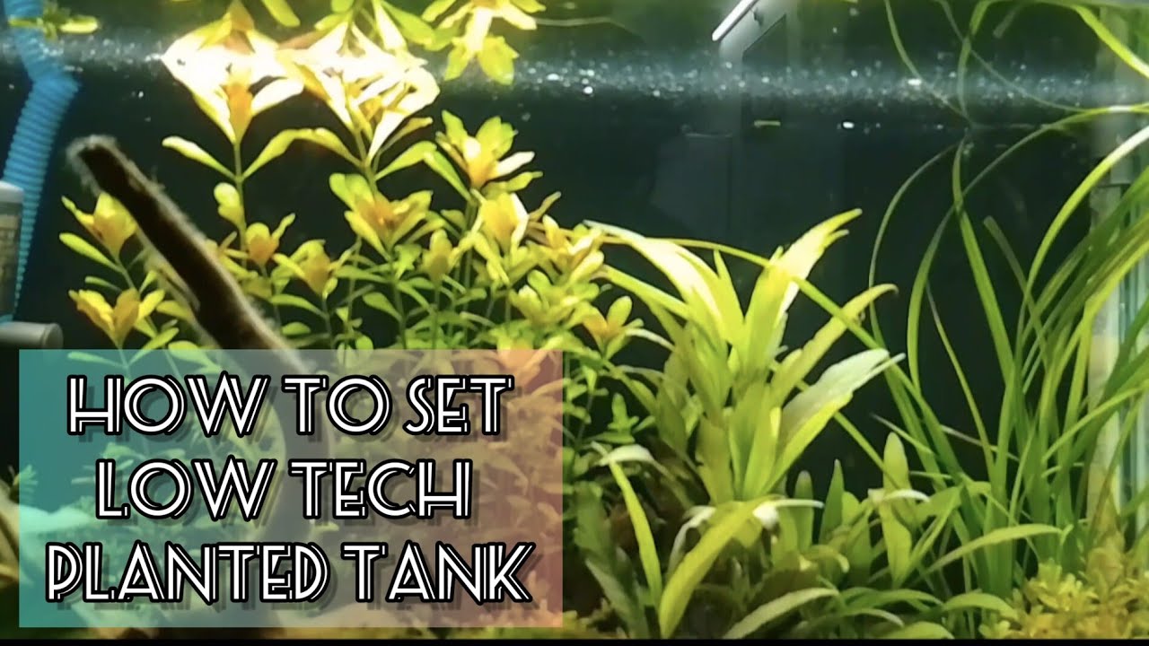 Photo inspiration: Gallery Detail: How To Set Low Tech Planted Aquarium