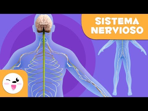 Video: El Sistema Nervioso En Los Niños