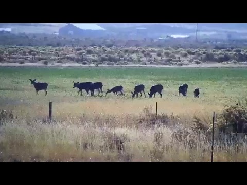 bison iloilo deer visit the ranch