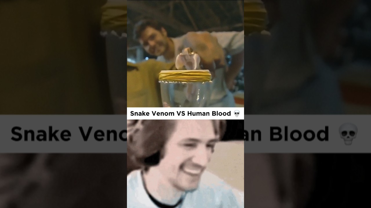 Snake Venom VS Human Blood. What issues can cause 1 drop of snake venom to our blood. 