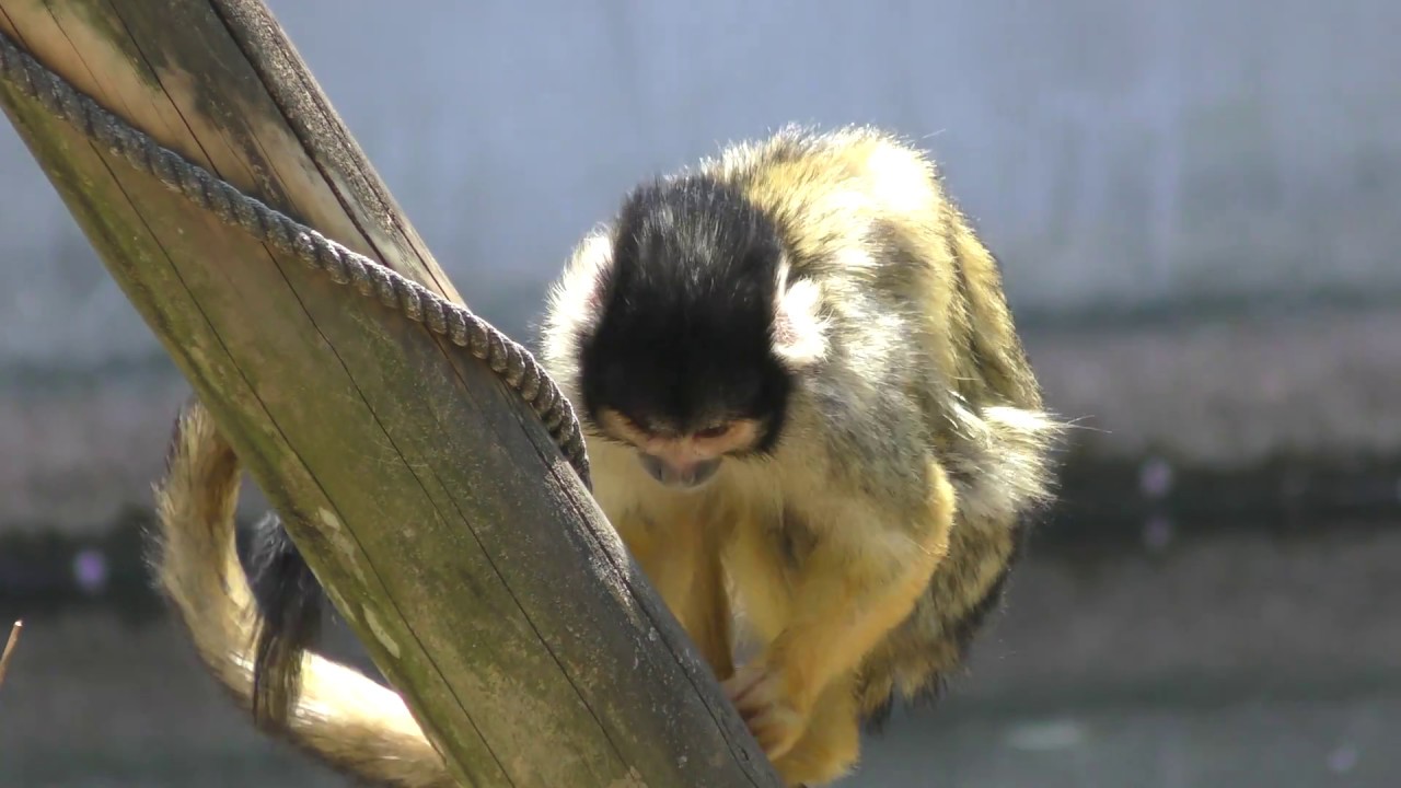 ボリビアリスザル 東武動物公園 18年3月31日 Youtube
