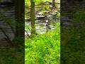 Majestic Woods FLY CASTING & Wild Trout #flyfishing #flycasting #trout #magicwoods #troutfishing