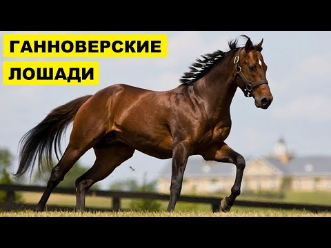 Ганноверские лошади разведение и особенности породы | Коневодство Ганноверская порода лошадей