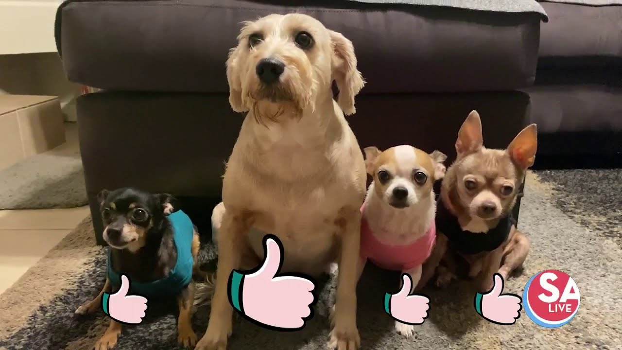 Homemade dog food | SA Live | KSAT 12