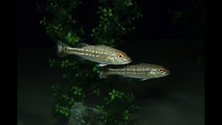 Cichla Temensis