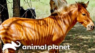 🔴 WATCH NOW: Extraordinary Animals | Weird, True, and Freaky | Animal Planet