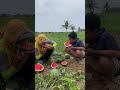 MENIKMATI SEMANGKA BARU DIPANEN