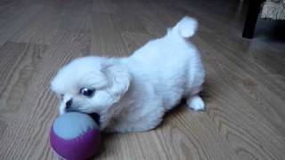 White pekingese puppy playing. Super CUTE