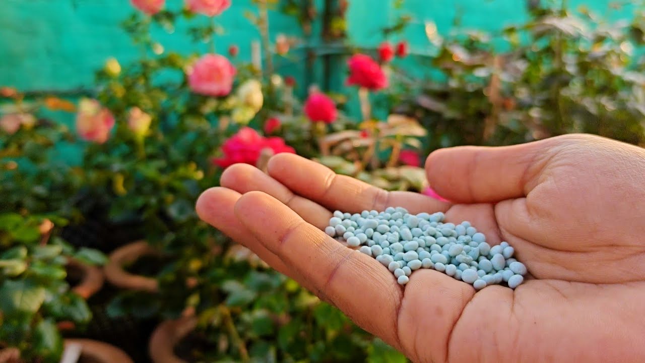 Soil Media में फरवरी में गुलाब पर ज्यादा बेसल शूट और हैवी ब्रांचिंग कैसे पाएं? 🌹🔥