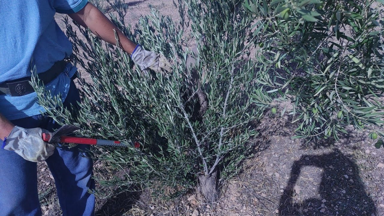Desvaretando el olivar. Galería de euzophera