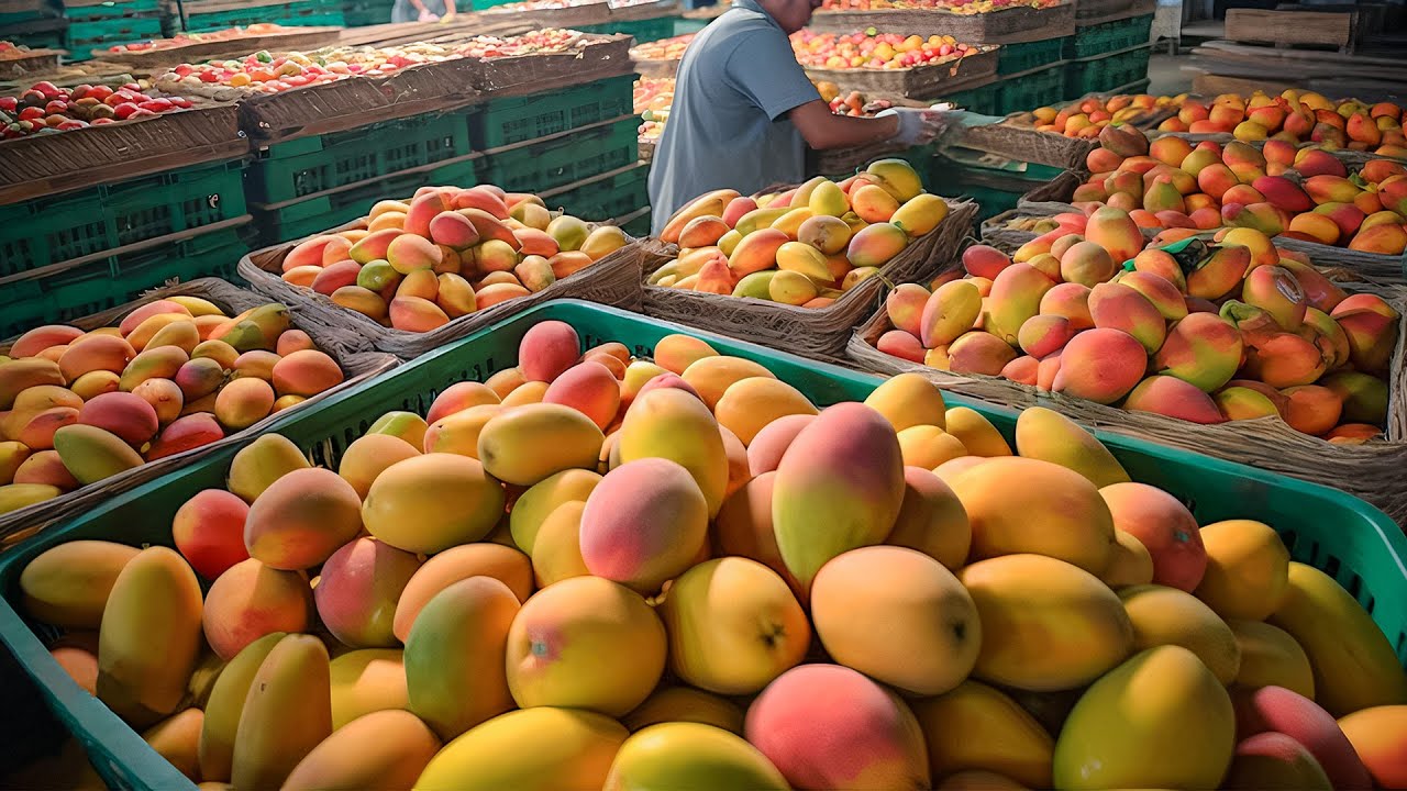 ⁣Irwin Mango Harvesting & Mango Drinks Making / 愛文芒果採收, 芒果飲品 - Taiwanese Food