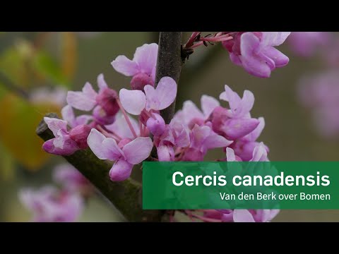 Video: Een Redbud-boom snoeien - Leer wanneer en hoe u Redbud-bomen snoeit
