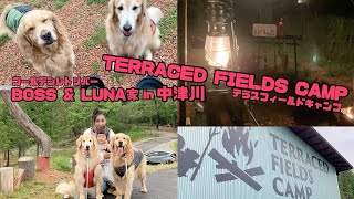 ゴールデンレトリバー BOSS&LUNA家岐阜県中津川市『Terraced fields camp』でキャンプ