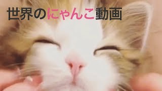 【癒やされてください♡】世界の子猫動画をあつめました