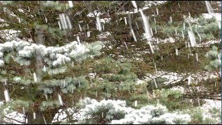 Happy Spring - Join  me in New England (USA)