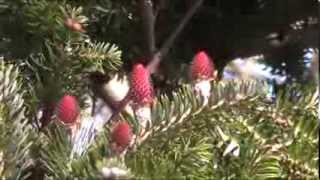 Korean Fir (Abies koreana ' ) Spring cones