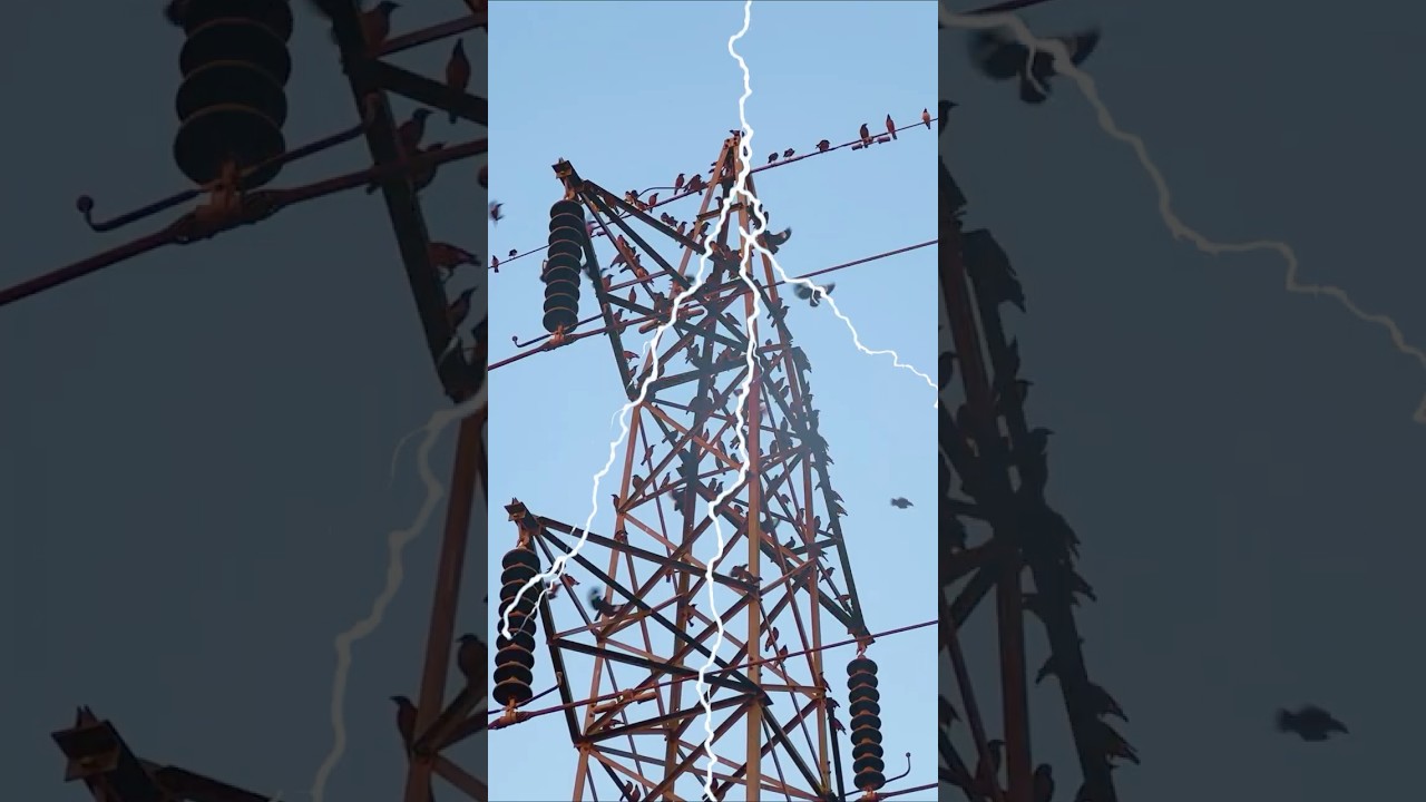 Это убивает птиц каждый день! 🐦 #дикаяприрода #факты