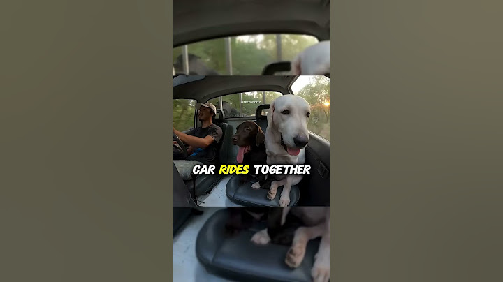 Dogs Driving a Car in Thailand?! 🐶🚗 You Won’t Believe This!