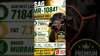 SAG Murrah Bull MR-10841 | Premium Murrah Semen Full Details #sag #murrah