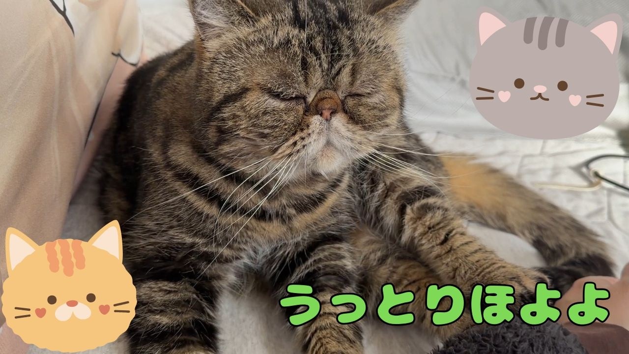 ♯273 うっとりほよよ♪ニャンずとママの至福の時間