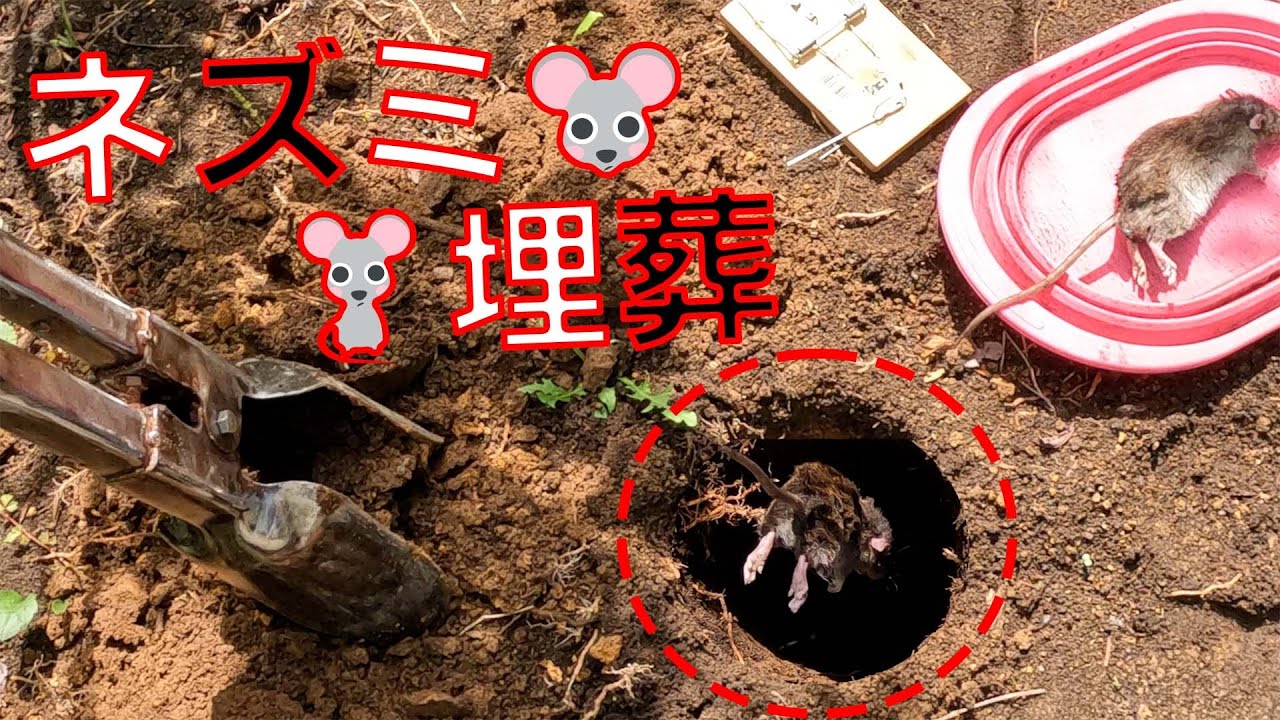 ネズミ駆除🐭】ネズミ取りは上手くいくの？セットしてから毎日確認して