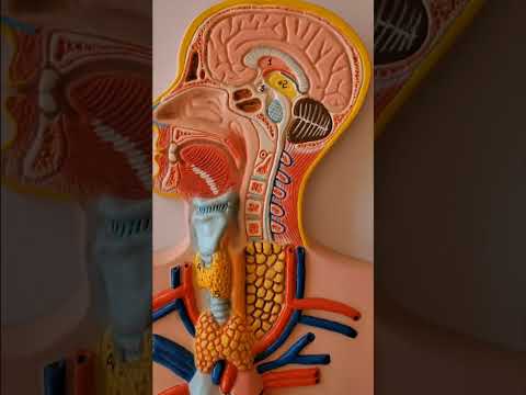 Vídeo: Té funcions endocrines i exocrines?