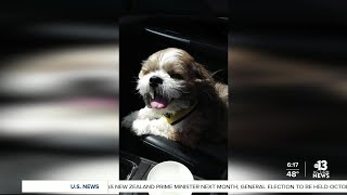 Celebrity Dog owners seek answers after pet dies in sitters care Net Worth