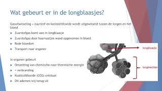 Het ademhalingsstelsel voor leerpad