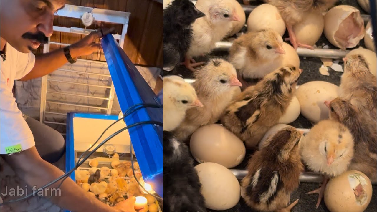 ഈ ഇൻകുബേറ്ററിൽ വെച്ച മുട്ട എല്ലാം വിരിയും  #eggincubator  #automaticincubator  