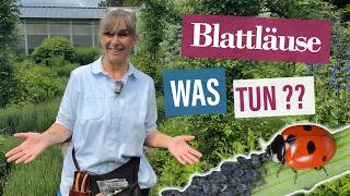 Blattläuse an Pflanzen: Was hilft SOFORT und welche Hausmittel sind Quatsch?