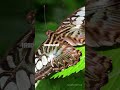 butterfly world #naturelovers #butterfly #nature
