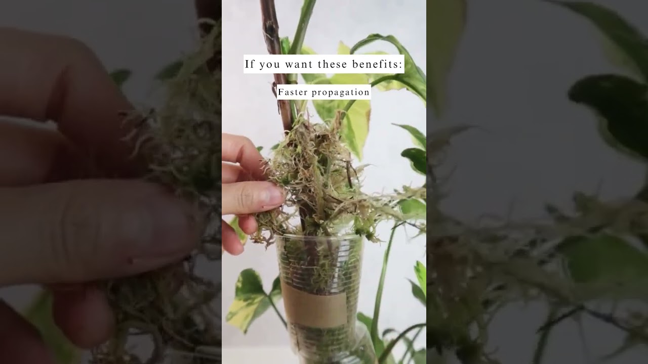 Should You Airlayer Your Plants?  