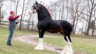 $100,000 Clydesdale Stallion at Topeka!