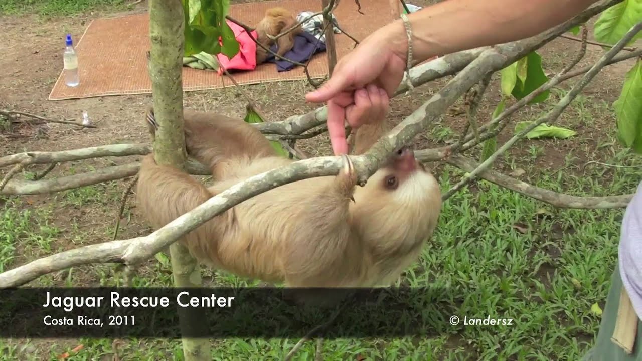 Jaguar Rescue Center - YouTube