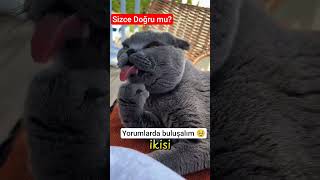 🥹Kediler ve Kadinlarin ortak özellikleri❤#kadın #komikvideolar #komikkedi #funnycat #funnyvideo