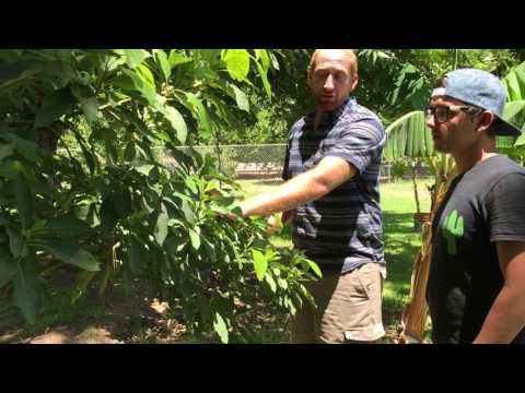 Proper Microclimate for Avocado Tree in Arizona