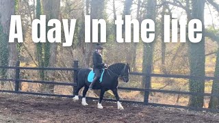 A DAY IN THE LIFE OF MY WELSH SECTION D HORSE GAMBLER | vlog #horse #equestrian #horsevlog