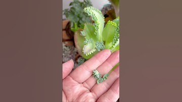 Thumbnail of Propagate Mother of Thousands Kalanchoe 🌿#succulentsbox #succulents #cactus #kalanchoe #shorts