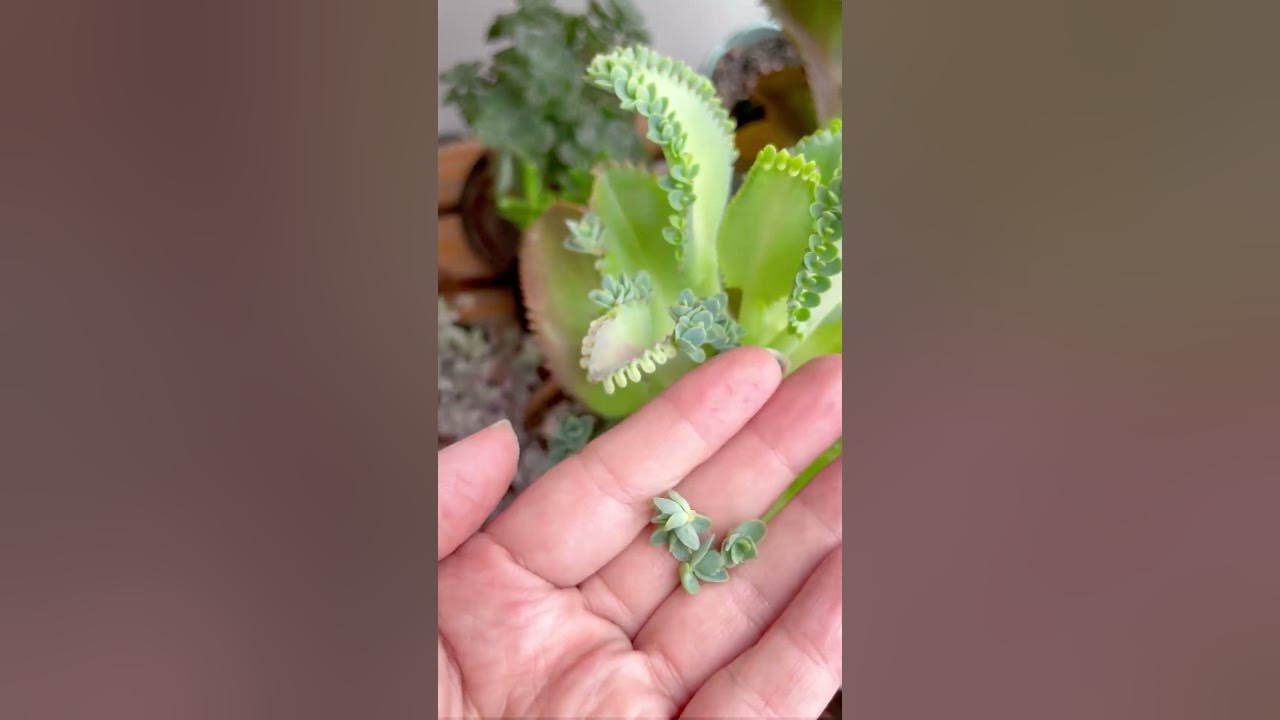 Propagate Mother of Thousands Kalanchoe 🌿#succulentsbox #succulents #cactus #kalanchoe #shorts