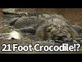 Monster crocodile sighted in australia