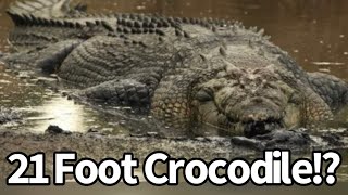 Monster Crocodile Sighted in Australia